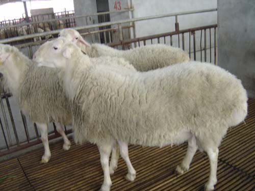 小尾寒羊養殖效益分析