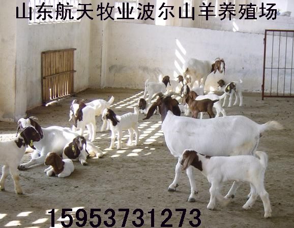 江西省波爾山羊養殖場
