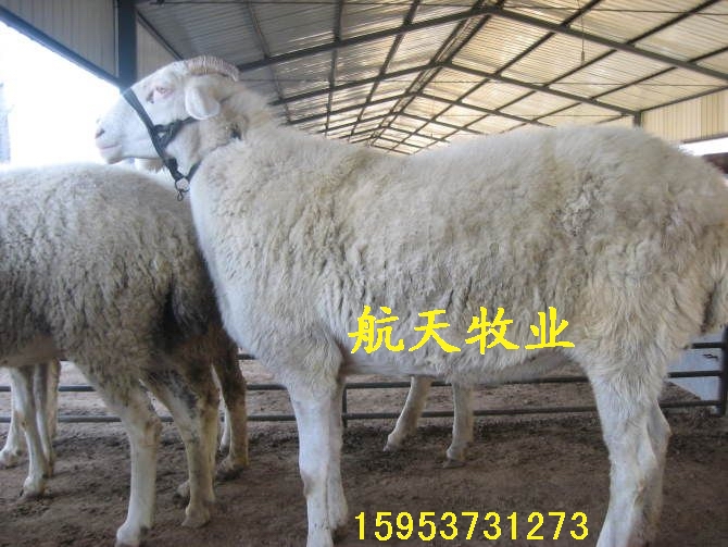 純種小尾寒羊與雜交羊的區別