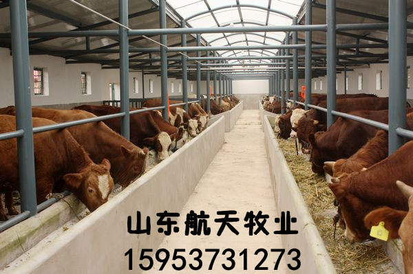 養殖500頭肉牛風險與措施