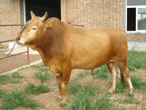 魯西黃牛