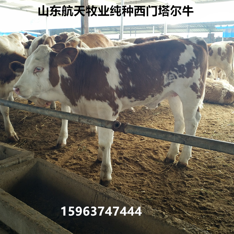 貴州肉牛養殖場,肉牛犢養殖飼料配方