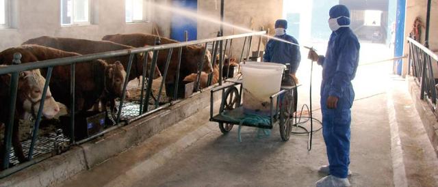 政府扶持帶動肉牛養殖場全面發展
