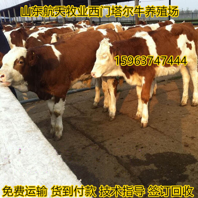 西門塔爾牛養殖場,西門塔爾牛價格,西門塔爾牛牛犢