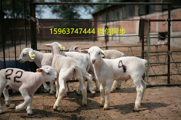 杜泊綿羊養殖場,杜泊綿羊價格