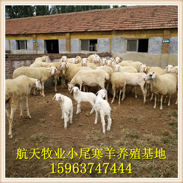 小尾寒羊養殖場,小尾寒羊羊羔價格